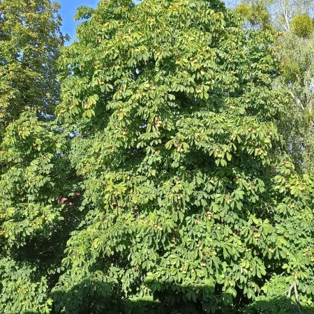 Akcja Kasztanobranie