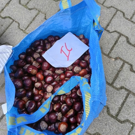 Kasztanobranie